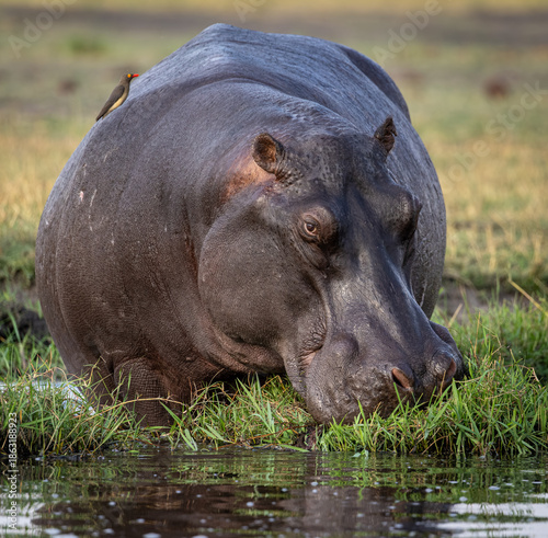 Hippo on the Chobe River, Namibia