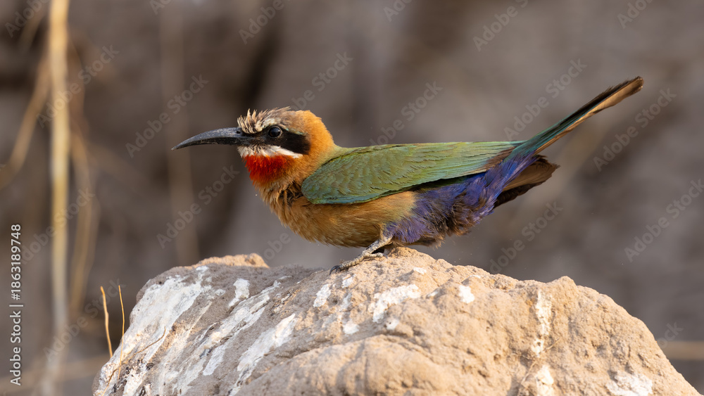 Φωτογραφία White-fronted bee-eater, Merops bullockoides, at Chobe