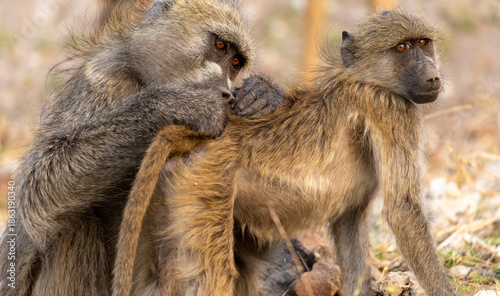 Tableau sur toile delouse mother and baby Baboon