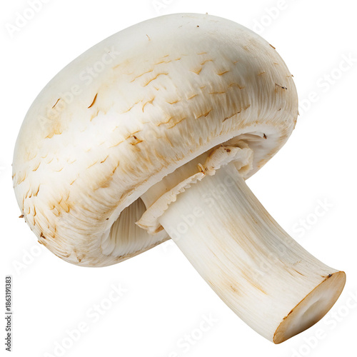 Fresh white mushroom on black background