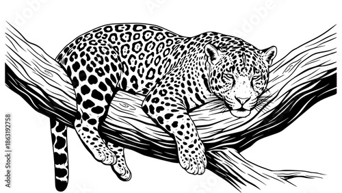 Jaguar (onça-pintada) resting on a tree branch, detailed vector illustration, realistic anatomy, sharp spots pattern, tropical forest animal, isolated on white background, clean lines, high detail