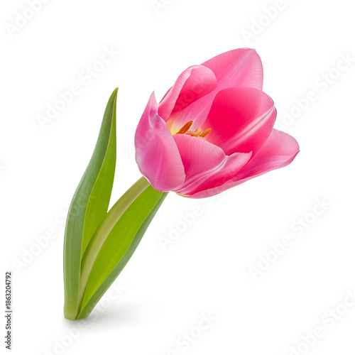 Stunning single pink tulip, a vibrant bloom capturing spring's fresh essence, isolated elegantly