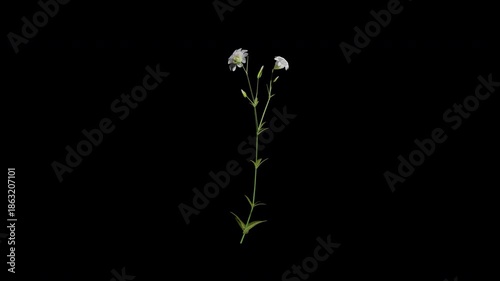 cerastium arvense flower tree swaying in autumn and winter wind, realistic animation with transparent background and alpha channel in 4k