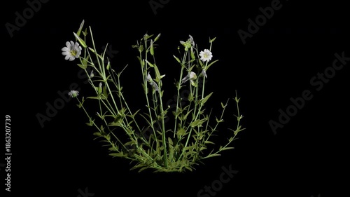 cerastium arvense flower tree swaying in autumn and winter wind, realistic animation with transparent background and alpha channel in 4k