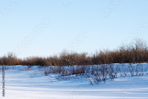 Wallpaper Mural white grouse (Lagopus lagopus) winter in tundra river valleys overgrown with birch and willow. Birds gather in large flocks. Yamalo-Nenets winter Torontodigital.ca