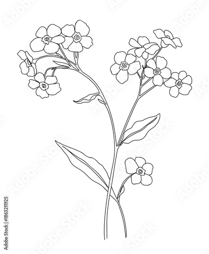 Black and white line art illustration of forget-me-not flowers with leaves, minimalist botanical sketch on transparent background.