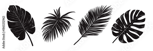 Black silhouette tropical palm and monstera leaves set isolated on white background with hand drawn textured brush style vector illustration design