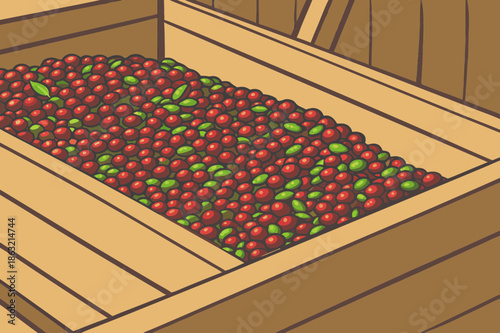 Close up of freshly harvested red and green coffee beans piled in a wooden crate, ready for processing.