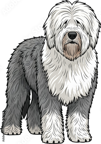 Old English Sheepdog standing cute facing front view pose