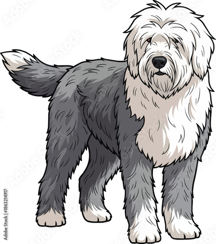 Old English Sheepdog standing alert focused looking away pose
