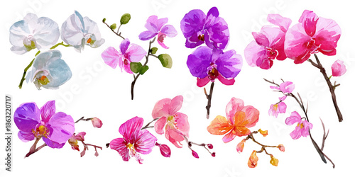 Colorful orchid flowers on white background