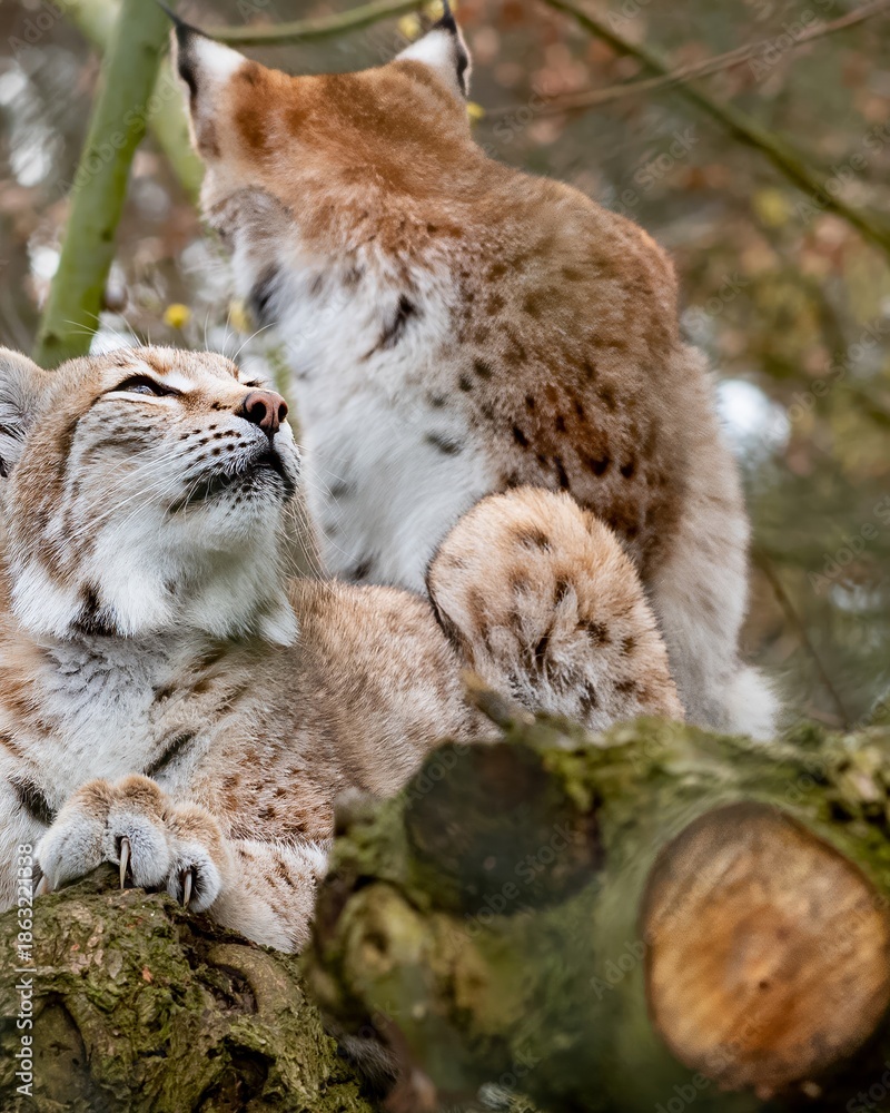 Obraz premium Two lynxes relax on tree branches in a forest during a calm day