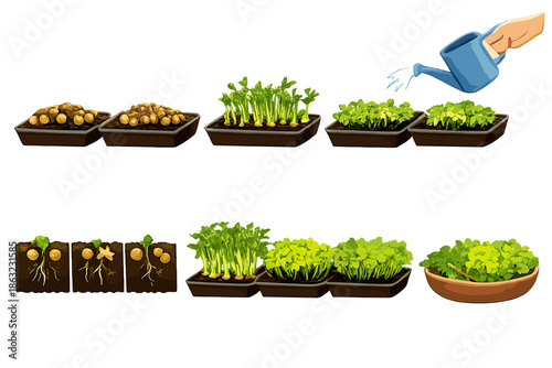 Microgreen growth stages from seed to harvest
