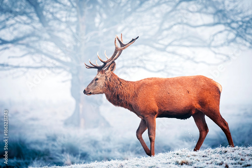 deer in the snow