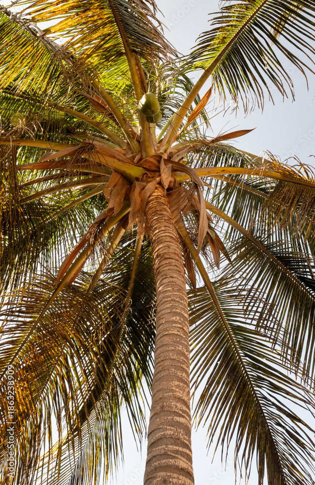 Fototapeta premium Tropical Coconut Palm Reaching Toward the Sky in Cape Verde