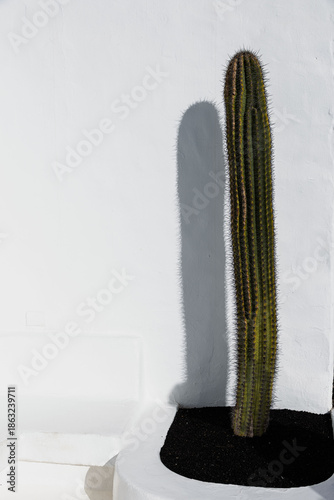 Cactus proietta la sua ombra su una parete bianca