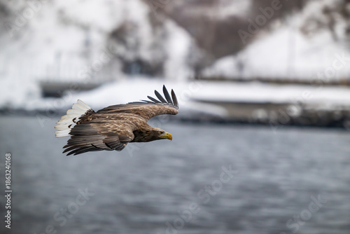 Fotografia White-tailed eagle