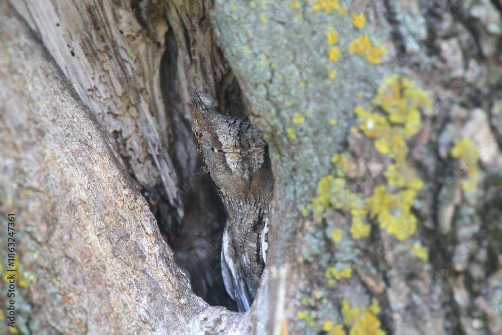Fototapeta premium A female Eurasian scops owl (Otus scops) sits in a deep tree hollow and blends into its surroundings.