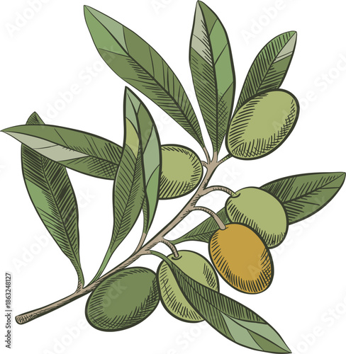 Hand drawn olive branch vector illustration with green olives and leaves, Mediterranean nature design, organic sketch