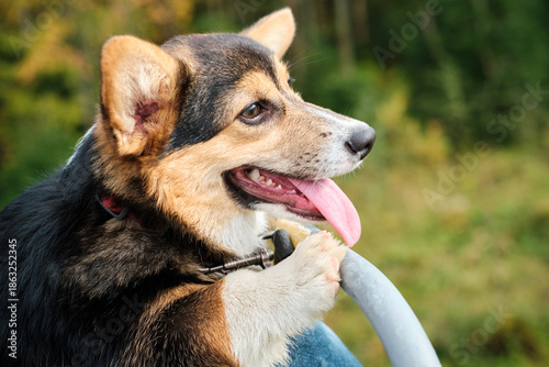 Corgi dog with tongues hanging out