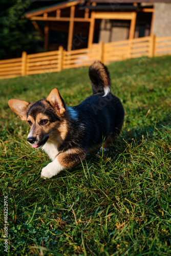cute corgi dog on a walk