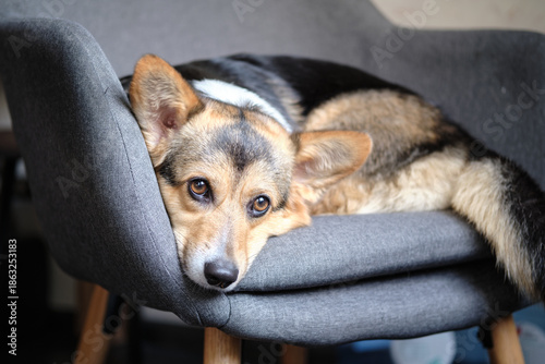 cute tricolor corgi dog on a chair