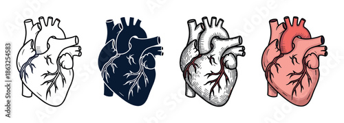 Four anatomically correct human heart illustrations in a set showing different graphic styles like outline, silhouette, vintage engraving, and a full color drawing