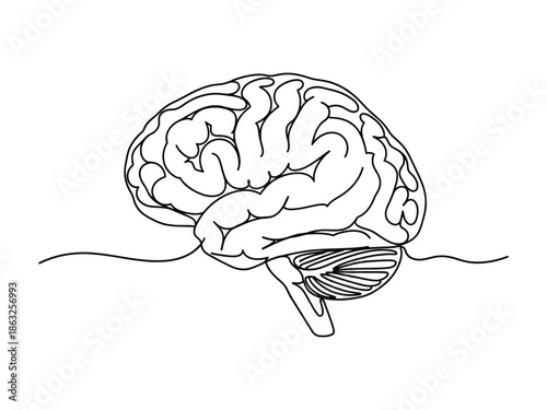 Detailed illustration of a human brain s anatomy side view black and white