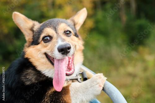 Corgi dog with tongues hanging out