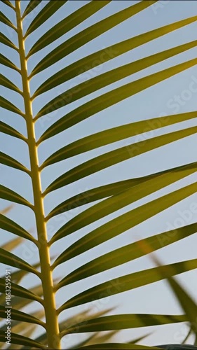 Palm tree leaf, showcasing its intricate patterns, against a clear sky. The light filters through the leaves, creating a stunning visual contrast.