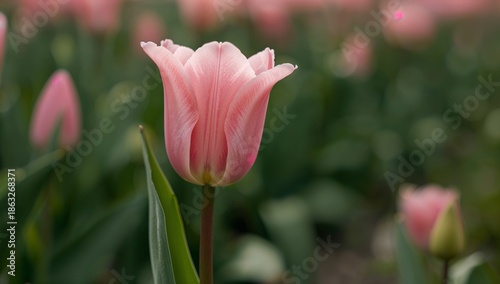 Pink Tulips Bloom in a Garden During Spring Season