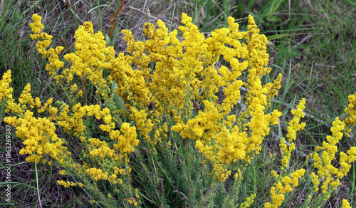 Galium verum grows in nature