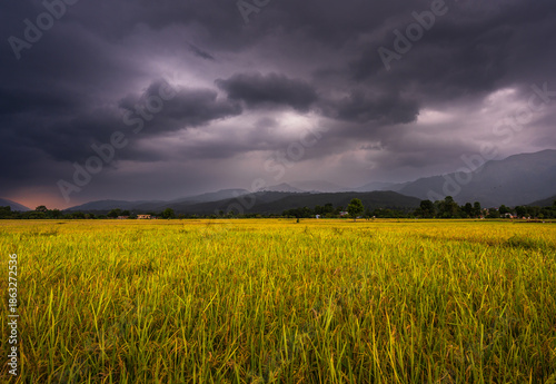 Rainclouds and ready to harvest paddy or rice crop on the agricultural land in Rampur, Palpa, Nepal. 