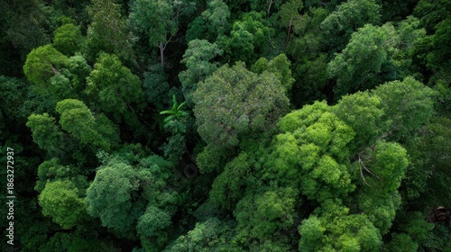a birds eye view of a dense emerald jungle canopy