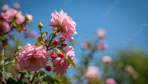 Pink Roses Bloom Under Clear Blue Sky in Sunny Garden During Spring Season Sh...