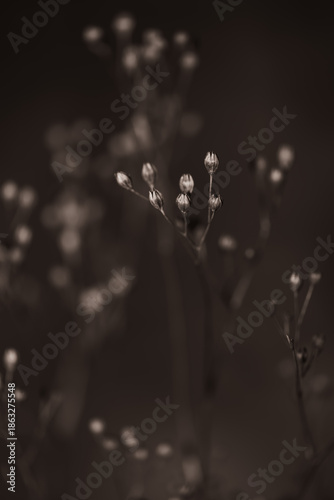 Quadro su tela Close-up of delicate dried wildflower seed pods with shallow depth of field against a dark background