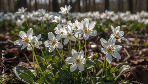 White Flowers Bloom in a Forest During Springtime With Sunlight Shining on Them
