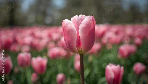 Bright Pink Tulips Blooming in a Large Garden During Springtime Under Clear B...