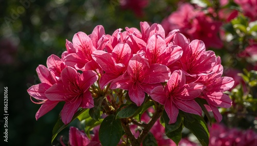 Bright Pink Flowers Bloom in Warm Sunlight During Spring in a Garden