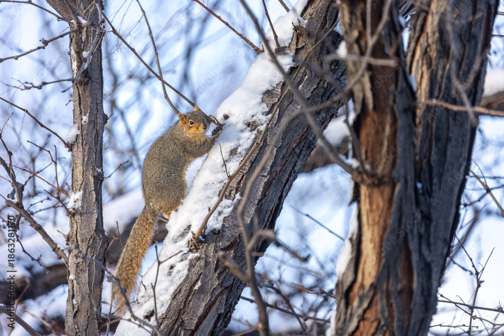 Fototapeta premium Squirrel During Winter Climbing a Tree
