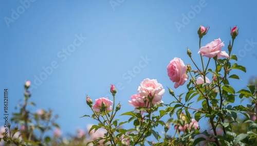 Pink Flowers Bloom Under a Bright Blue Sky in a Garden Setting During the Spr...