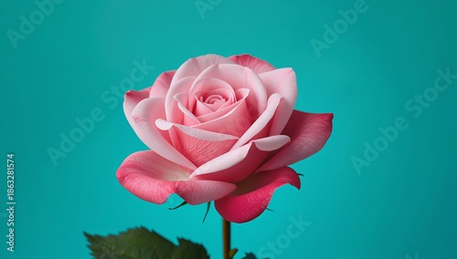 Beautiful Pink Rose on a Teal Background With Clear Details of Its Petals and...