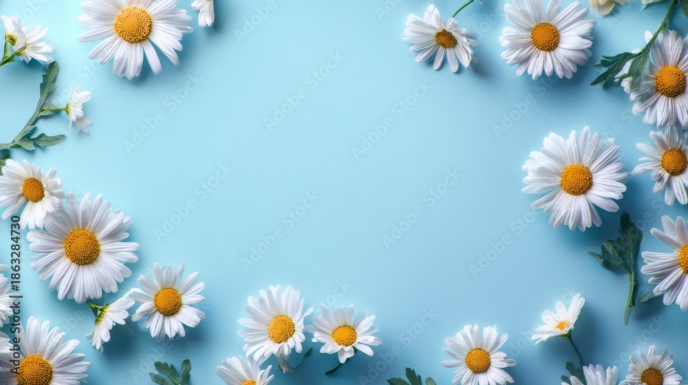 Fototapeta premium Flat lay composition of fresh white daisies with yellow centers arranged around light blue background