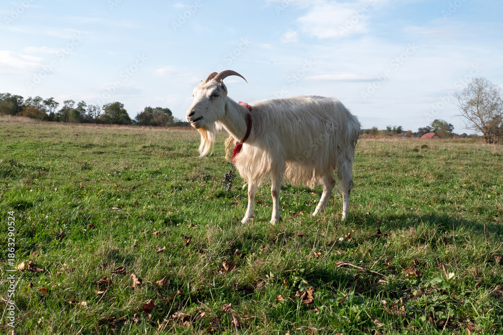 Fototapeta premium White goat moving across a green field with wide scenery and soft daylight.