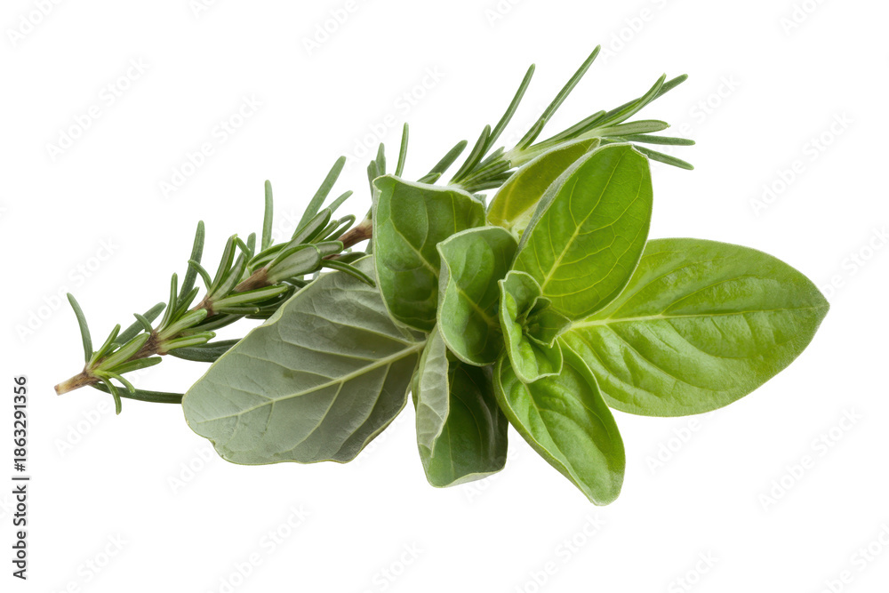 Obraz premium Fresh Oregano and Rosemary Sprig
