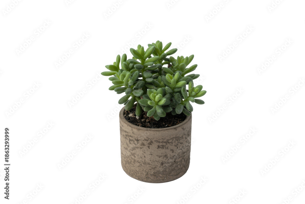 Fototapeta premium Small Green Succulent in a Pot