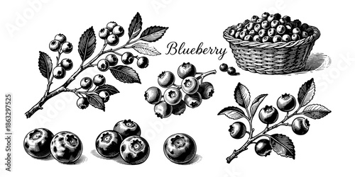 Blueberry fruits, branches, and basket depicted in detailed hand-drawn engraving style on white background, concept of botanical food illustration