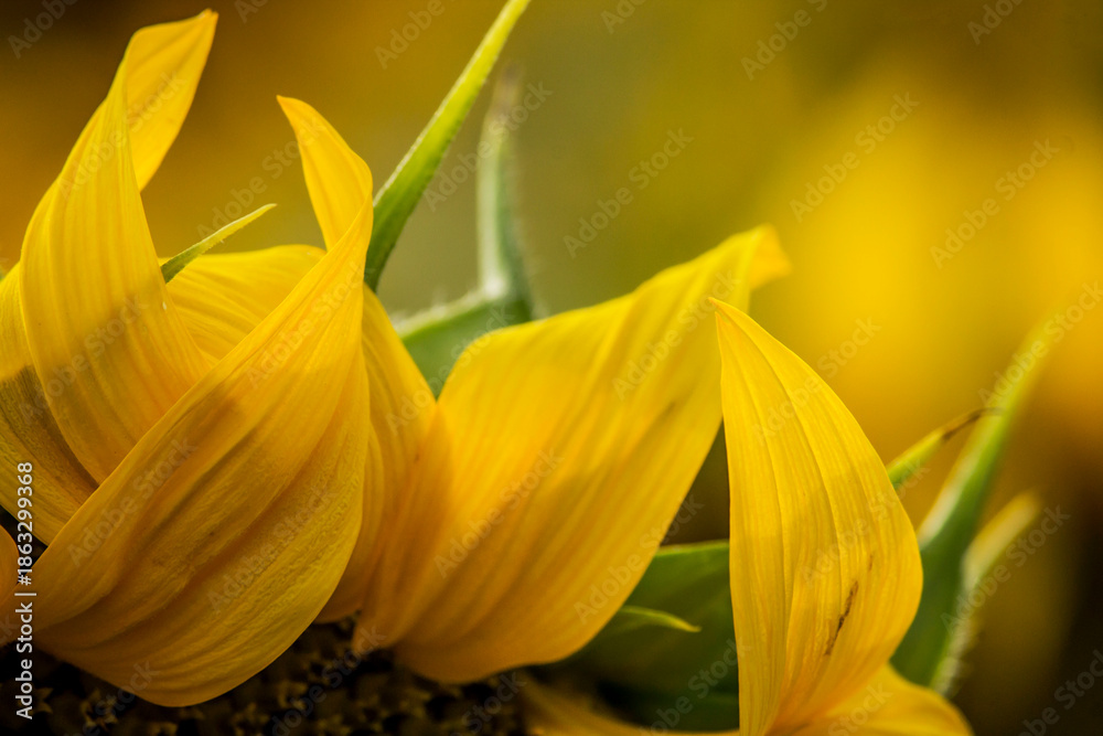Obraz premium Macro of yellow sunflower petals with golden light and copy space