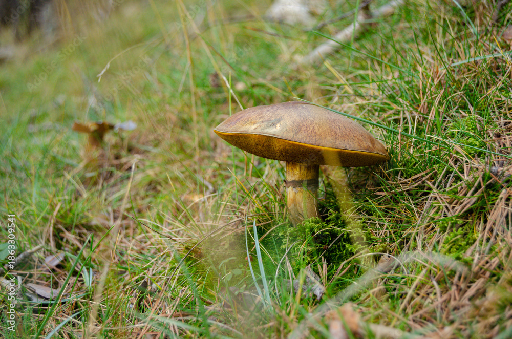 Fototapeta premium Autumn Forest Floor with Wild Mushrooms – Macro