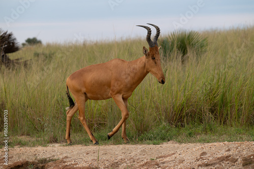 Red Hartebeest in profile in Africa walking along grass